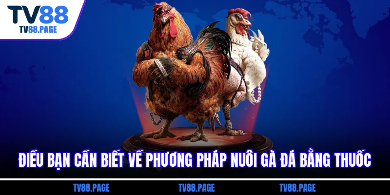 Điều bạn cần biết về phương pháp nuôi gà đá bằng thuốc