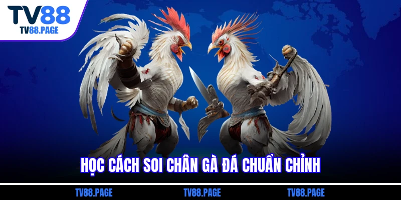Học cách soi chân gà đá chuẩn chỉnh